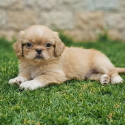 ❤️❤️❤️PEKINES... (Spaniel Tibetanos) - Img 56480541