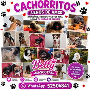 🐾 CACHORRITOS DISPONIBLES BETTY MASCOTAS WHATSAPP 52506841 🐾 - Img 57057232