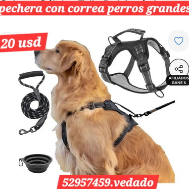 52957459.vedado pechera con correa - Img 123976188