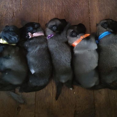 Pastores belga malinois - 2/3