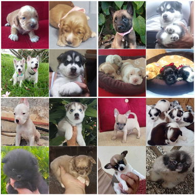 • • • • • • RAZAS CANINAS PARA ELEGIR BETTY MASCOTAS WHAT'SAPP 52506841 • • • • • • - Img 122689196