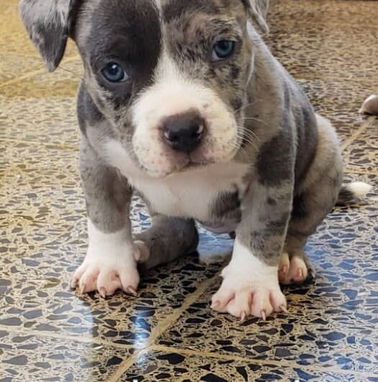 AMÉRICAN BULLY Pocket,hembras en 650 y machos en 600 USD,de 50 días,desparacitado,TENGO MENSAJERÍA,con contrato y collar - Img 98923510