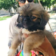 Se venden cachorros de pekines - Img 56212373