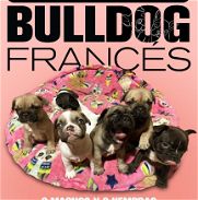 Vendo camada de bulldog frances - Img 45985370