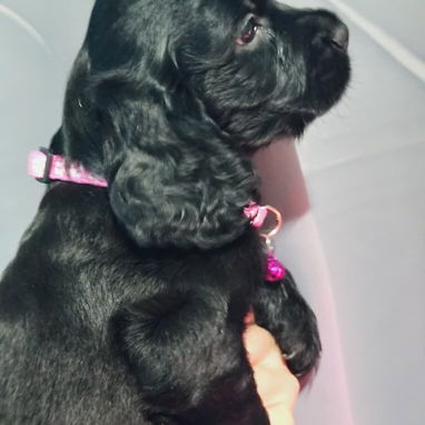 Cocker spaniel - Img 122294736