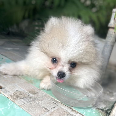 🩷 POMERANIA 🩷 - 3/3
