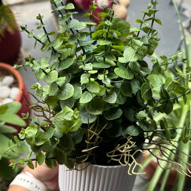 *Plantas decorativas modernas🪴* (La Lisa) - Img 123053985