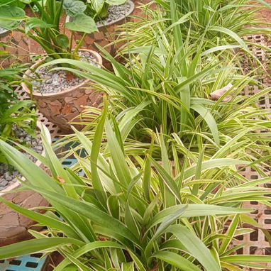 Servicio de jardinería 👩🏼‍🌾 - Img 124479233