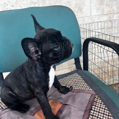BULLDOG FRANCES,hembra,en 550 USD o equivalente,TENGO MENSAJERÍA,tiene 3 meses y ESTÁ VACUNADA y desparacitada. - Img 123548477