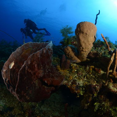 Buceo en La Habana (Playa) con NMD_nomada - Img 117733356