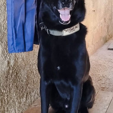 Cachorros pastor alemán - 4/5