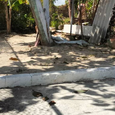 Ofertaaa casa independiente de 4 cuartos con patio de tierra!!! - Img 119041324