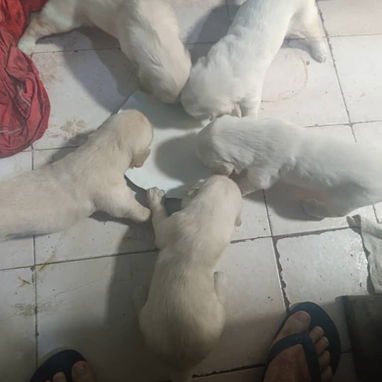 Varias razas de cachorros desparasitados disponible - Img 123828580