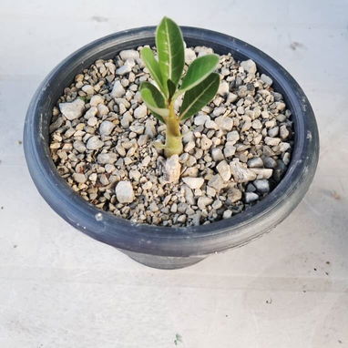 Vendo adenium. - Img 121357156