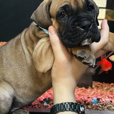 😍 BOXER 😍 - Img 122241370