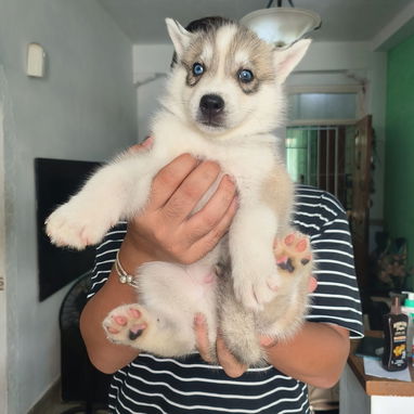Husky siberiano - Img 123533832