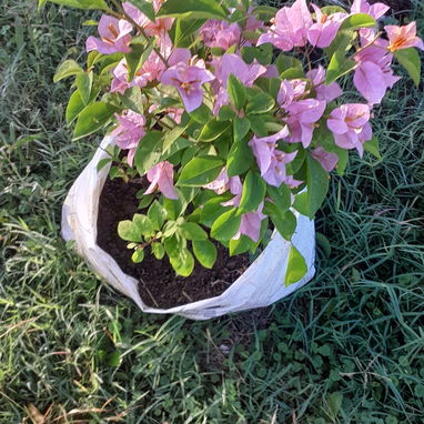 servicios de Jardinería y Limpieza - Img 118921252