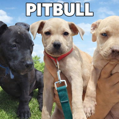 Variedades de cachorros de raza 😍 - Img 118966250