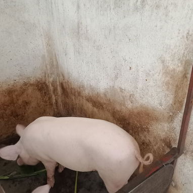 Se vende puerco macho 1200 la lbs - 4/5
