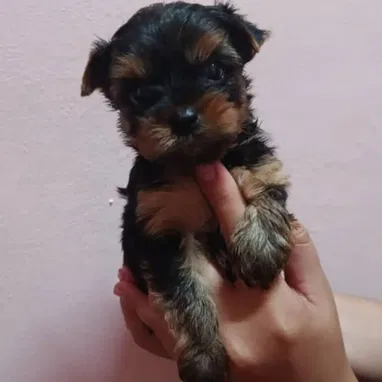 YORKY MINI CON PEDIGRI,hembras en 550 USD,TENGO MENSAJERÍA,se entregan VACUNADAS,INSCRITOS Y CON MICROCHIP - Img 124269457