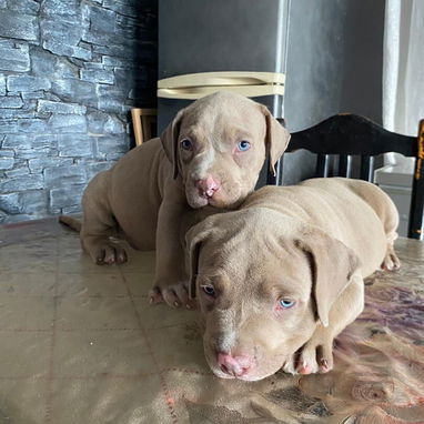 AMÉRICAN BULLY XL,ambos sexos,en 700 USD o equivalente,TENGO MENSAJERÍA,tienen 65 días y están desparacitados. - Img 122576565