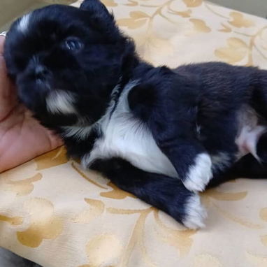 Variedad de razas disponibles pitbull, Chihuahua, shitzu, bulldog francés,pastor Alemán llamar al 53818081 - Img 122479732