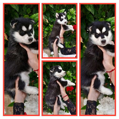 Venta de cachorros de raza - Img 123059295