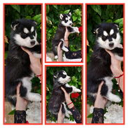 Venta de cachorros - Img 55548899