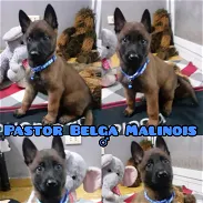 ∆•Pastores Belga Malinois - Img 45662603