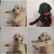 • • • • • •  RAZAS CANINAS PARA ELEGIR BETTY MASCOTAS WHATSAPP 52506841 • • • • • • - Img 49198142