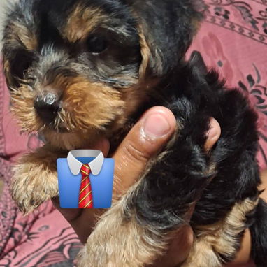 Cachorros yorkis - 2/3