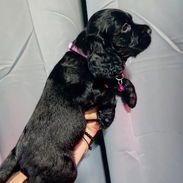 Cocker spaniel - Img 55573078