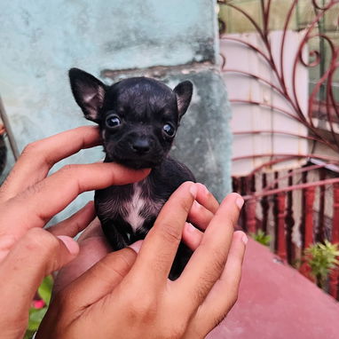 🐾Hermosos Chihuahuitas🍏de los más pequeñitos ambos sexos🌸💙🤏🏻🎁🐶excelente genética🧬 - Img 124676077