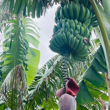 Se busca pareja madura campesina de campo para trabajar en finca - 4/5