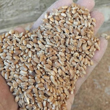 Vendo piensos para puercos y gallinas ponedoras - Img 124853993