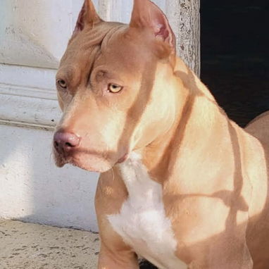 Cachorra pitbull 💕 - Img 125173514