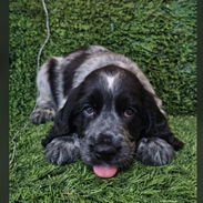 ((( COCKER SPANIEL HEMBRITA EN VENTA BETTY MASCOTAS WHATSAPP 52506841 ))) - Img 55649745