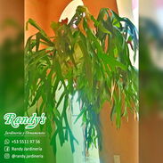 Venta de Platicerios · RANDY'S Jardinería y Ornamentos - Img 45514986
