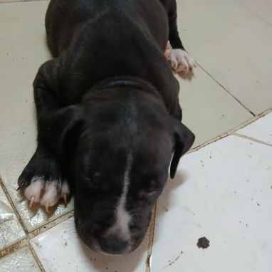 Raza pura.pequine.pitbull.pastor belga malinoe. Pastor aleman.chihuahua.husky.pastor suizo.yorky.bulldog francés.boxer. - Img 125132559