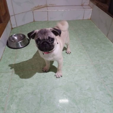 PUG CARLINO,hembra,en 450 USD o equivalente,TENGO MENSAJERÍA,tienen 5 meses,2 VACUNAS PUESTAS y con historia clínica - Img 124411333