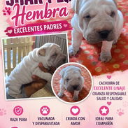 🐶❤️ SHAR PEI DISPONIBLES WHATSAPP 52506841 ❤️🐶 - Img 55763198