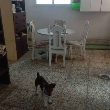 🏠 CASA EN VENTA renovada con amplio patio y piscina en construcción | PR-009 - 5/10
