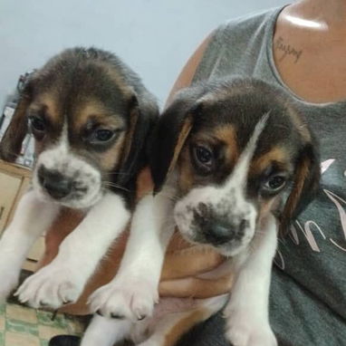 Cachorros beagle - Img 123261765