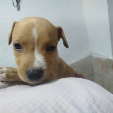 PITBULL,de ambos sexos,en 120 USD o equivalente en moneda nacional,TENGO MENSAJERÍA,tienen 48 días y están desparacitado - 5/10