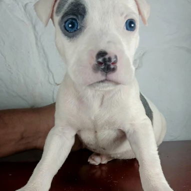 Pitbull en venta - 3/5