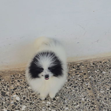 CACHORRAS DE RAZA POMERANIA 🐻 ♀️♀️🩷 - 3/6
