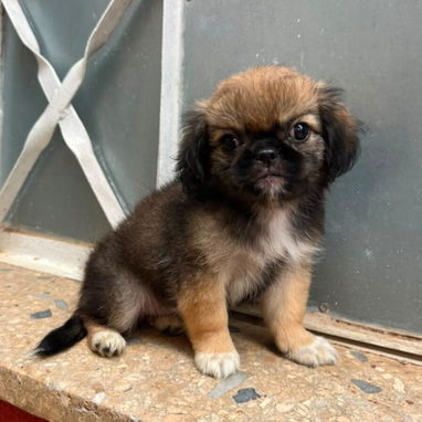 ((( CACHORROS DE SPANIEL TIBETANOS AMBOS SEXOS WHATSAPP 58746643 ))). - 6/7