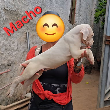 (((  DOGO ARGENTINO AMBOS SEXOS BETTY MASCOTAS WHATSAPP 52506841 ))) - Img 122244162