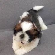 Se vende cachorro de Shih Tzu - Img 55731639