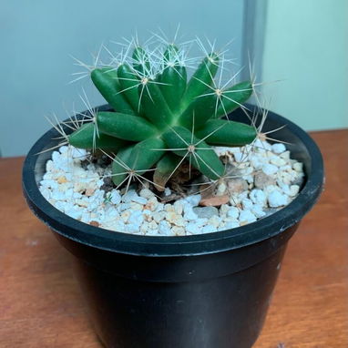 Venta de plantas suculentas 🌵🏜️💚🌸y de sombra🪴🌿🌱🍃 variedad de precios 💵 - 5/9